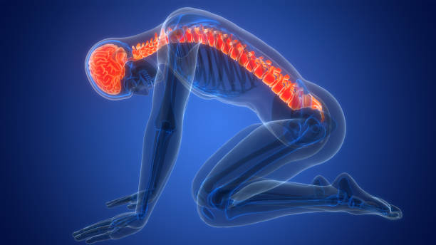 C6 Spinal Cord Injury