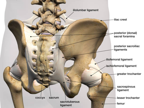 Ligament Pain
