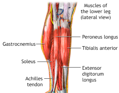 Left Leg Pain