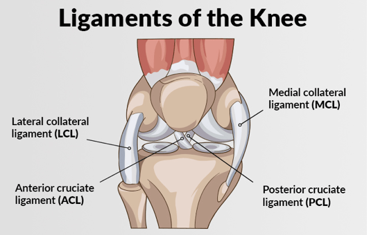 Knee Ligament Injuries